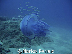 Rhizostome (Rhizostoma pulmo) making its way Porto Corsica by Marko Perisic 
